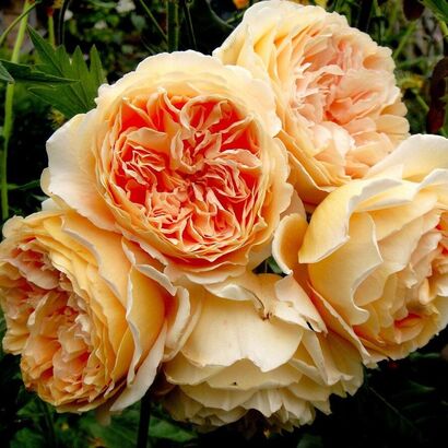 Кроун Принцесса Маргарет (Crown Princess Margareta)