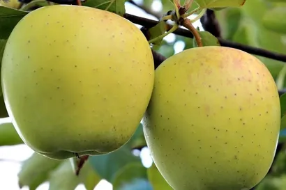 Голден Делишес (Golden Delicious)