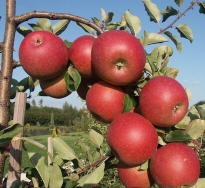 Звездочка (Zvezdochka)