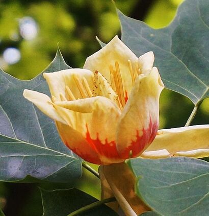 Лириодендрон тюльпановый (Liriodendron tulipifera)
