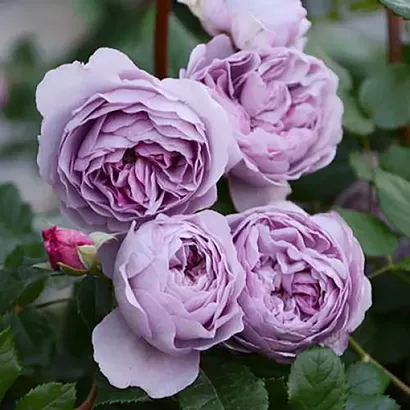 Лавендер Бабблс (Lavender Bubbles)